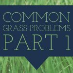 Common Grass Problems San Antonio | Hill Horticulture