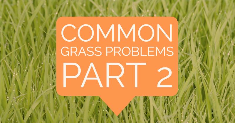 Grass Problems San Antonio | Hill Horticulture